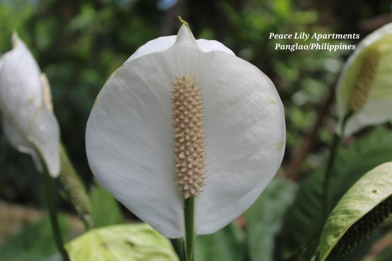 Peace Lily Studio Apartments Panglao-stad Buitenkant foto